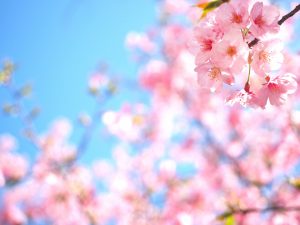 【池袋駅】春爛漫！公園まわって桜を見に行こう！池袋東口の満開公園お花見散歩コース。