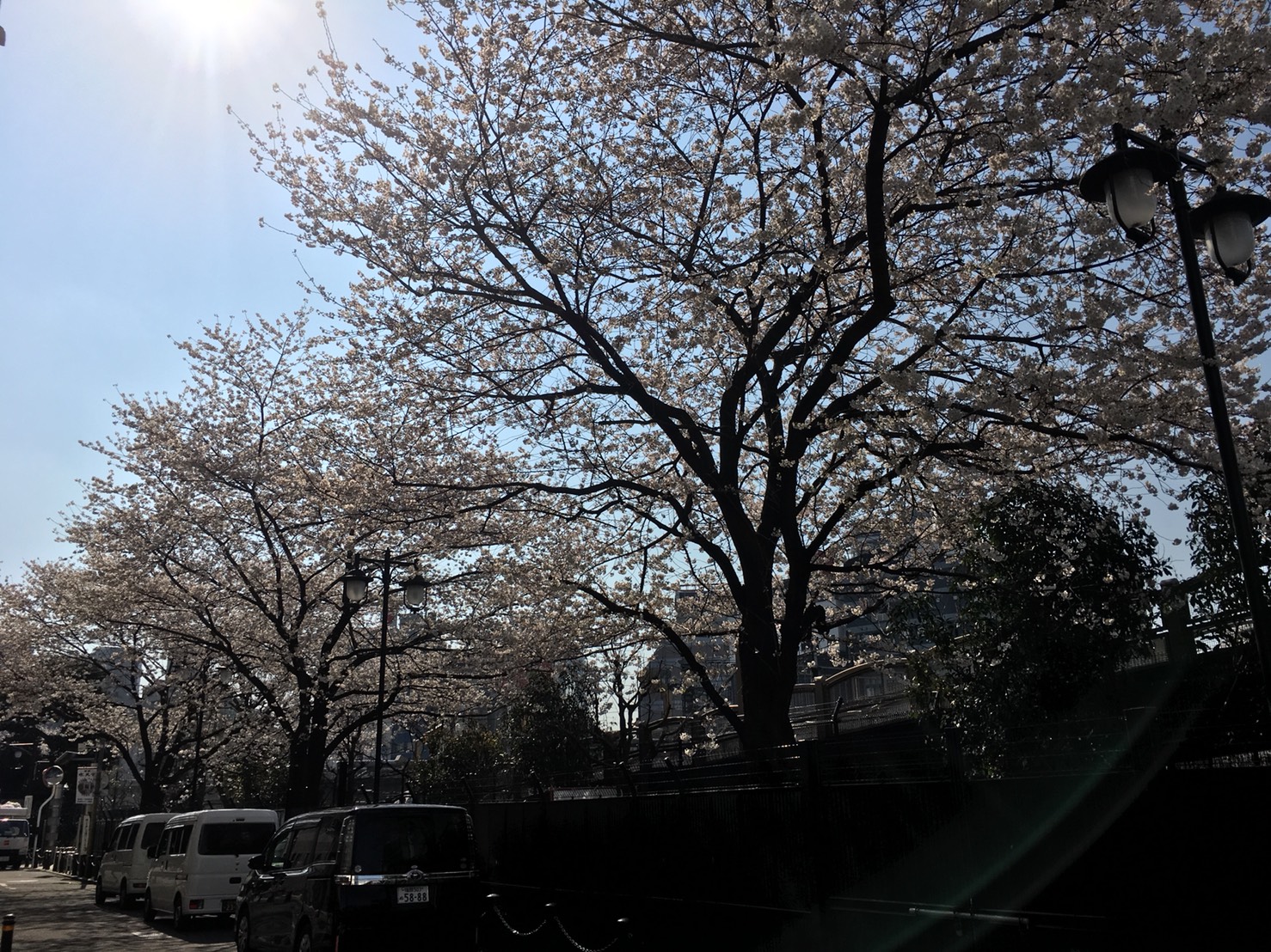 【池袋駅】春爛漫！公園まわって桜を見に行こう！池袋東口の満開公園お花見散歩コース。の池袋駅前公園１