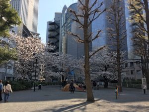 【池袋駅】春爛漫！桜を見に行こう！池袋東口の満開コースの東池袋公園1