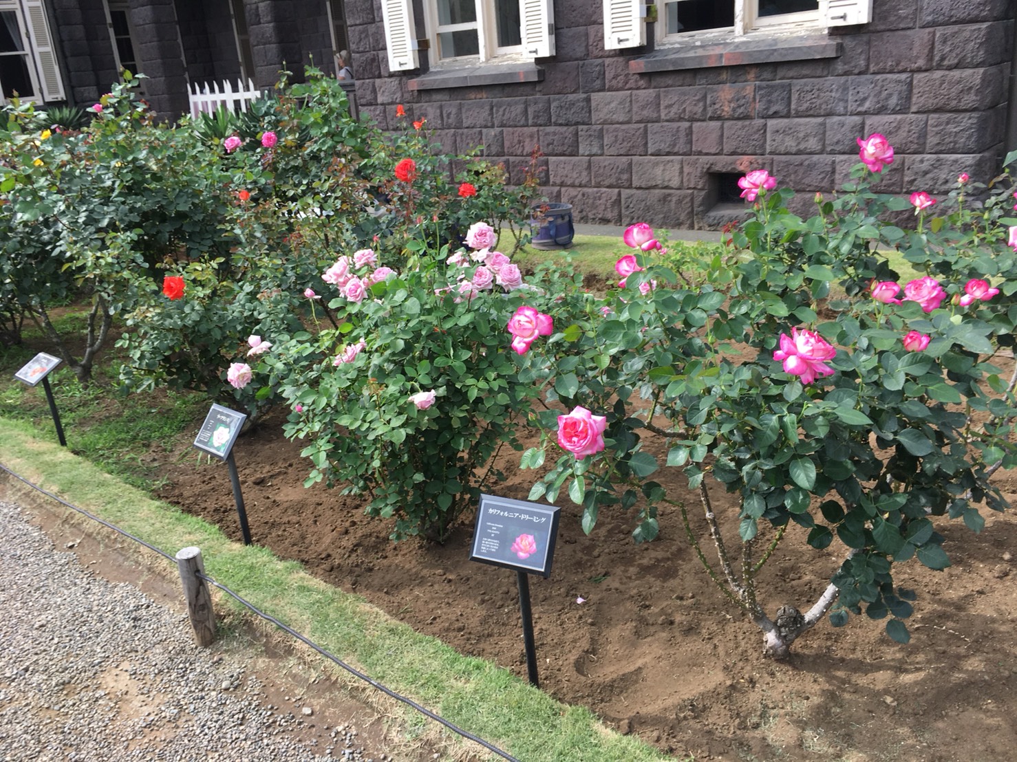 【上中里駅】バラが咲き誇る日英が混ざる庭園「旧古河庭園」のバラ園2