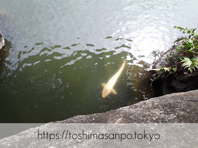 【駒込駅】和歌山市を模した江戸時代の庭園「六義園」で涼をとろうの六義園の渡月橋の下の鯉1