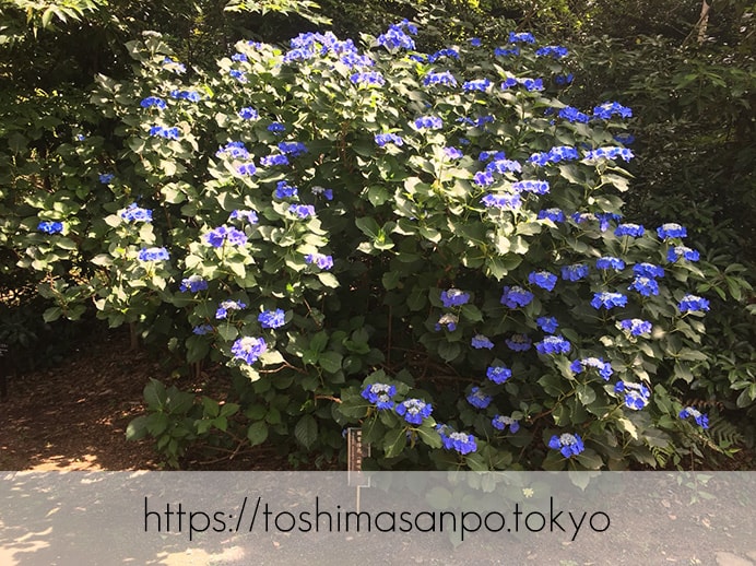 【駒込駅】歴史を学ぶいい日にしよう。和歌山市を模した江戸時代の庭園「六義園」で涼をとろう。の六義園のアジサイ1