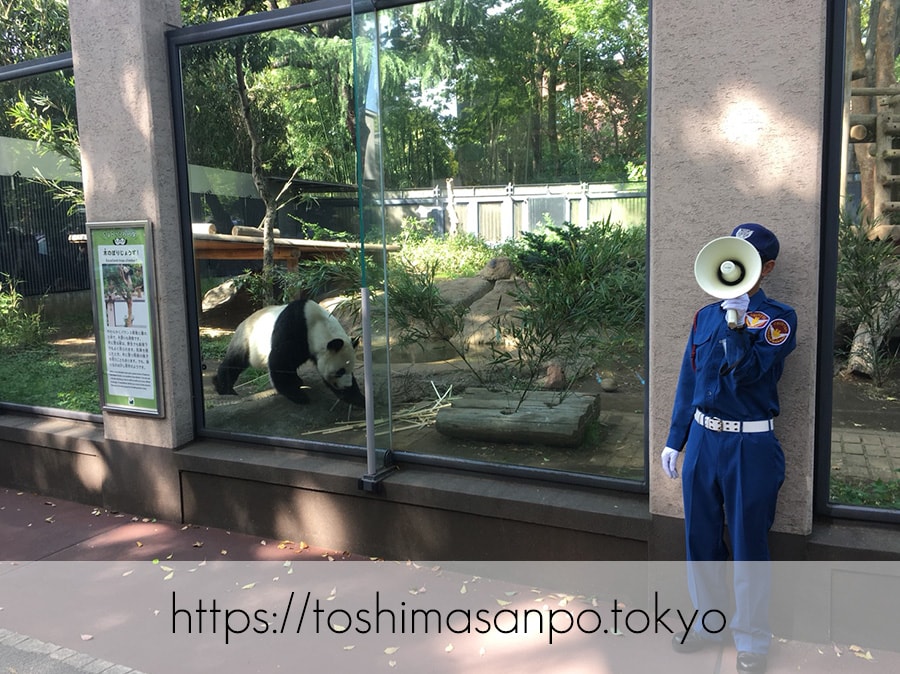 【上野駅】高速上野散歩を提案！大満足の絶品洋食「たいめいけん」のあとに上野動物園で超エンジョイの上野動物園のパンダ